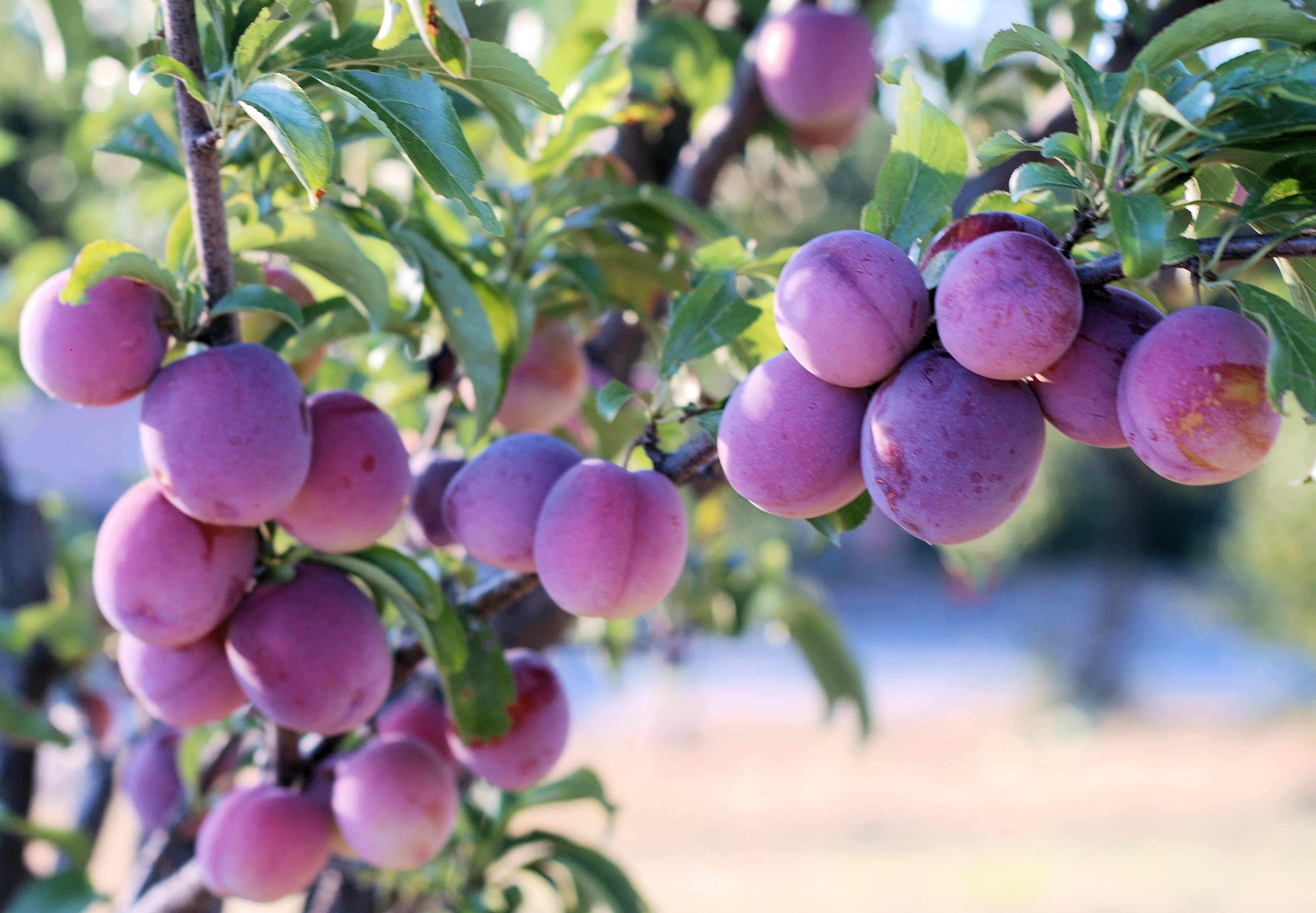 Santa Rosa plums  Living In Italy