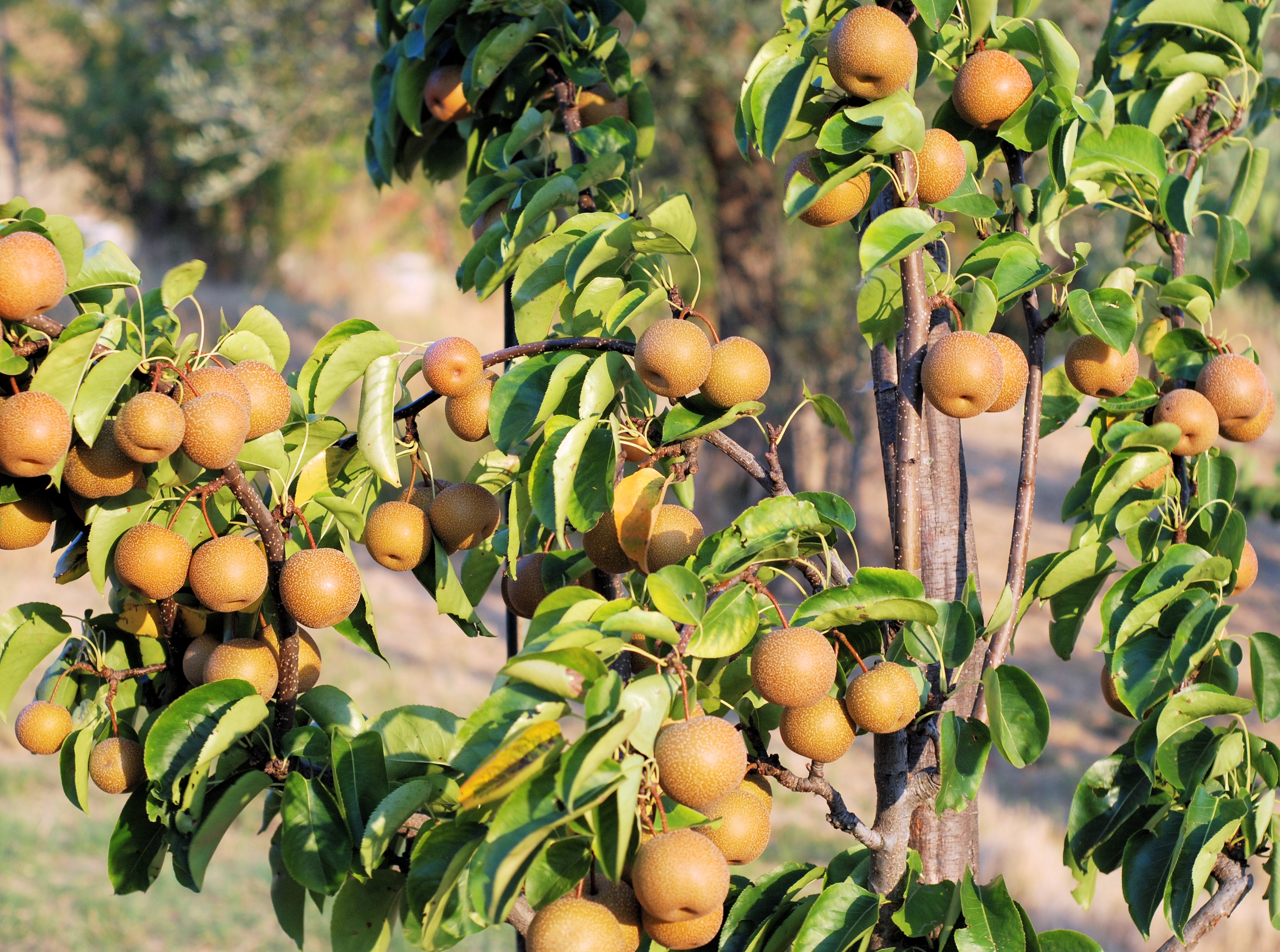 Nashi Pears  Living In Italy-9702