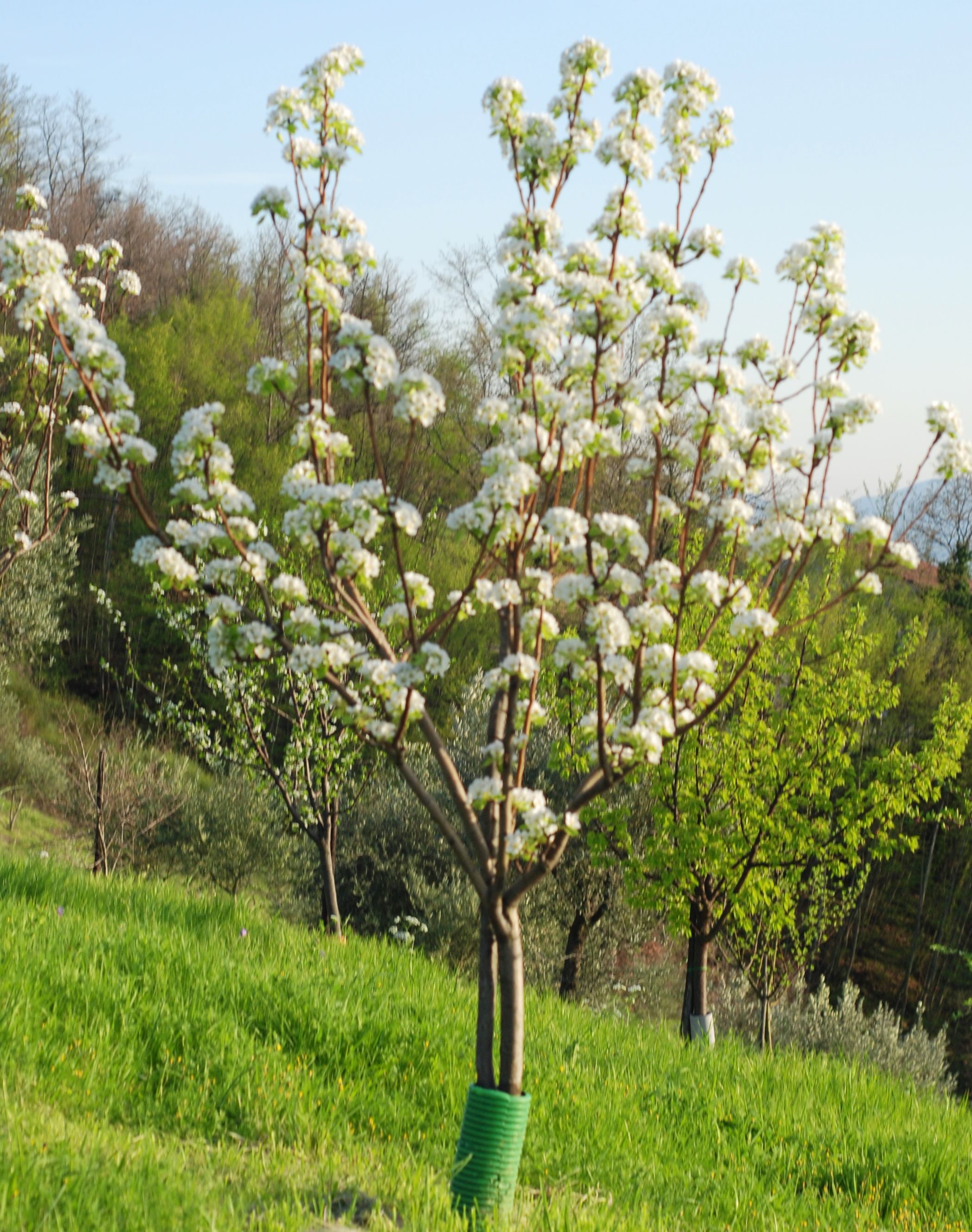 Pear Tree  Living In Italy-8033