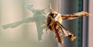 The moth that died with its wings extended