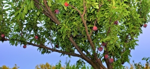 The relatively few Santa Rosa plums